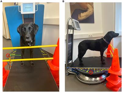 External mechanical perturbations challenge postural stability in dogs